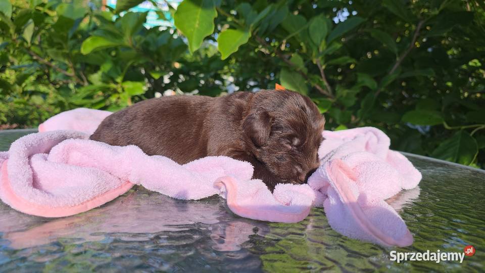 Flat Coated Retriever FCI Gorzów Wielkopolski