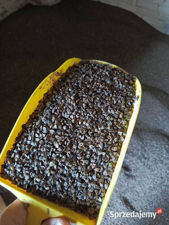 Gryka Tatarka 2025 Trzydnik Mały