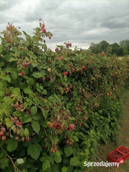 Malinyróżne nowe odmiany 1 do 2 Produkcja roślinna Turobin