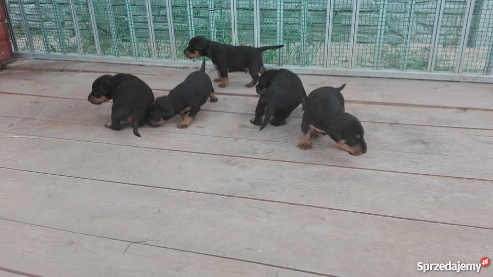 Jagterier Terier Niemiecki terrier wielkopolskie Okonek