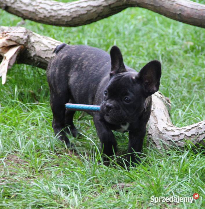 Buldog Francuski maluchy z genem Fluffy Kędzierzyn-Koźle