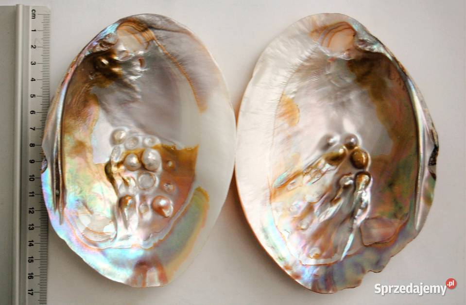 Muszla perłorodna z perłami nienarodzonymi 2