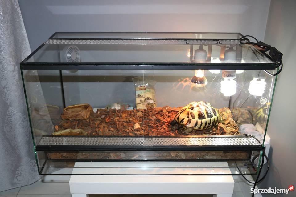 żółw grecki sprzedam