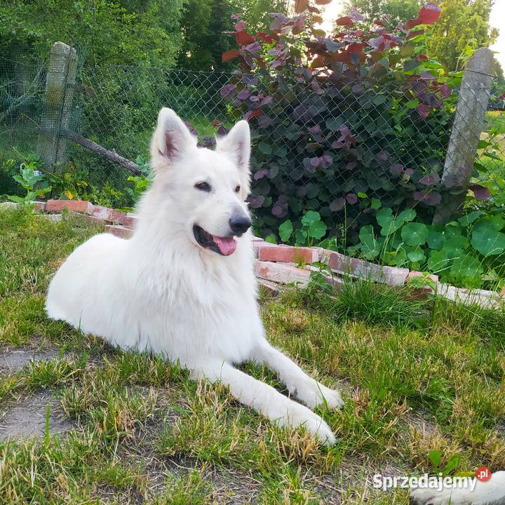 Biały Owczarek Szwajcarski samiec Kluczbork