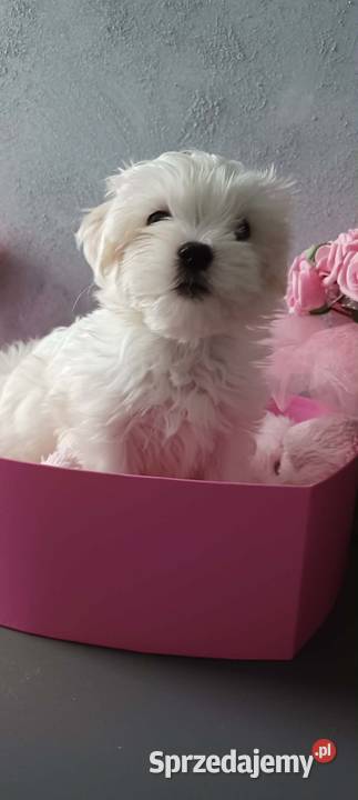 Maltańczyk Ropczyce