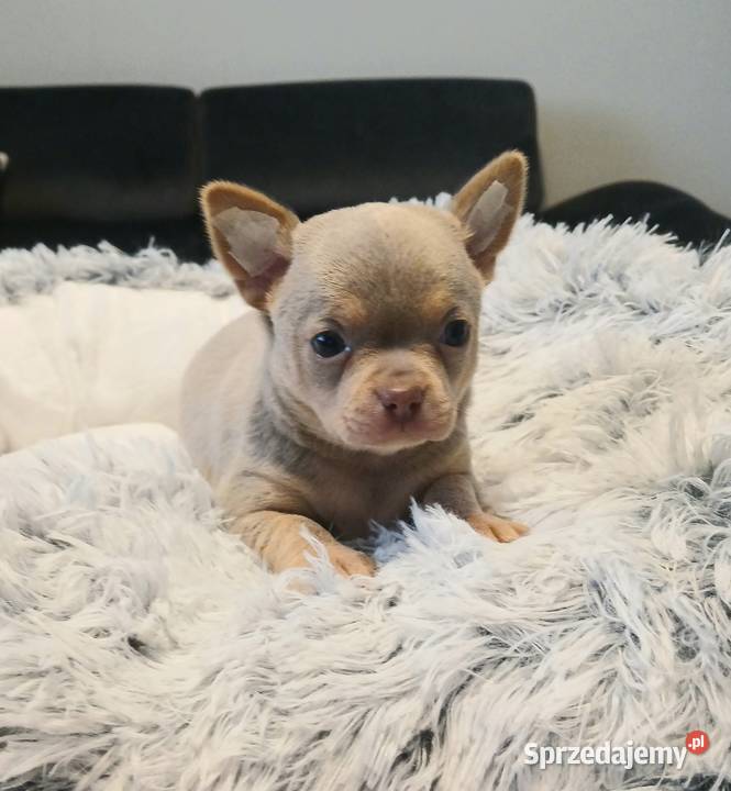 Piękny piesek chihuahua Płock