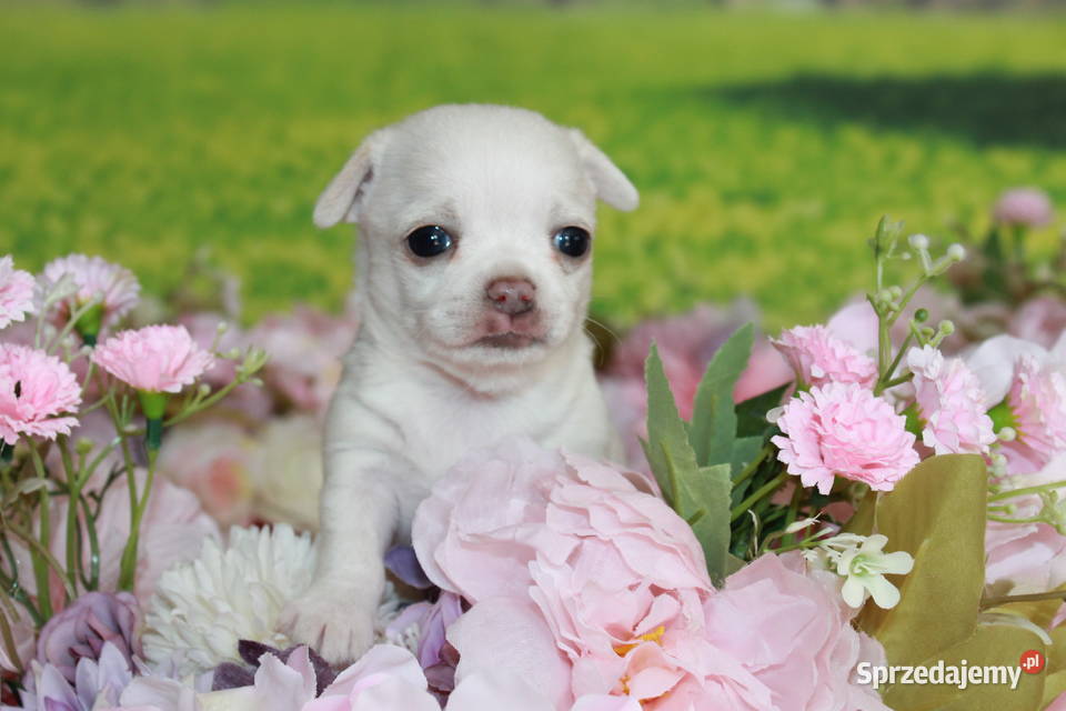 Chihuahua krótkowłosy biały chłopiec ZKwP FCI zachodniopomorskie Świnoujście sprzedam