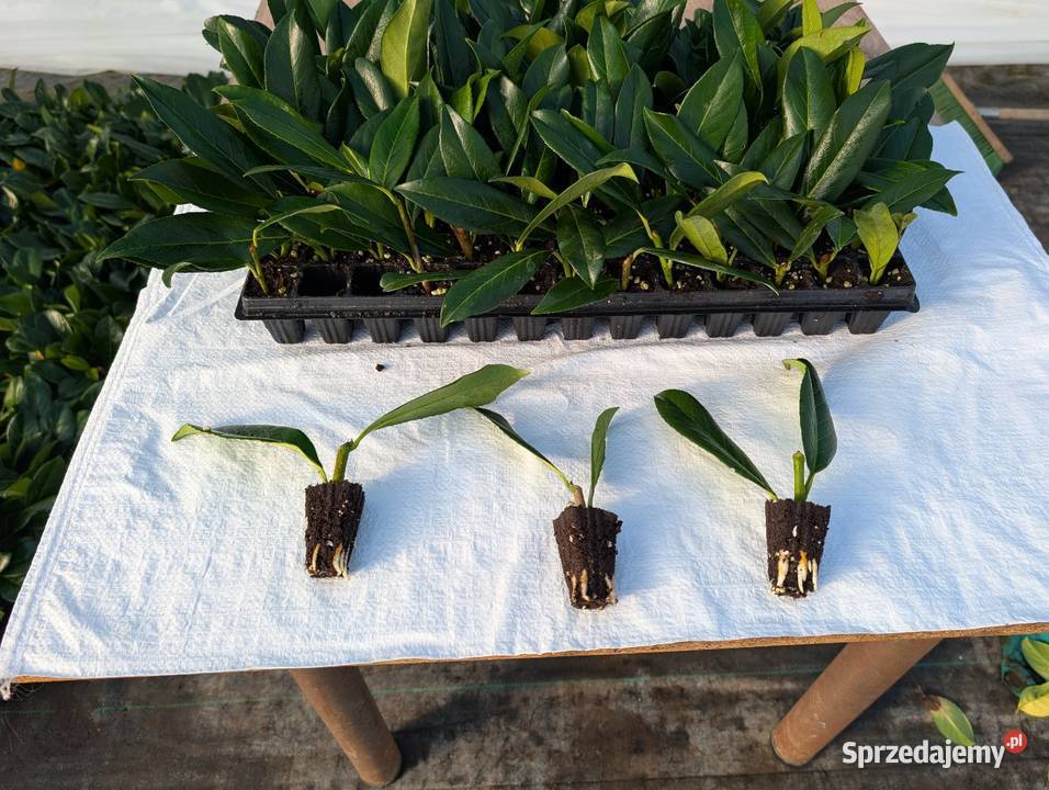 Sadzonki laurowisni Caucasika Śliwice sprzedam