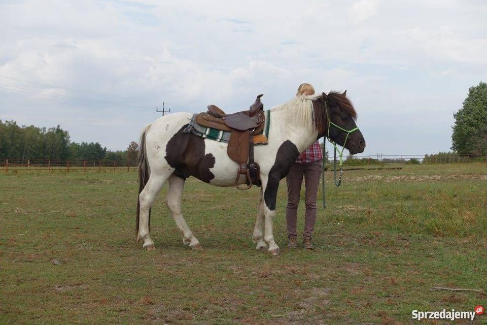 srokaty hucuł Młodzianów