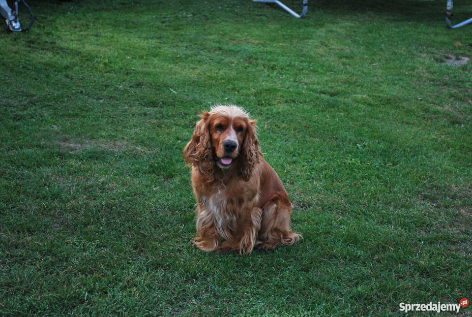 Cocker Spaniel szczeniaki sprzedam