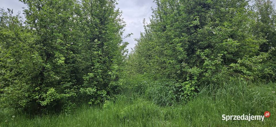 Działka zabudowana z sadem Zawichost