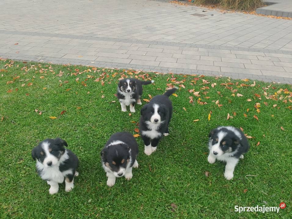 Border Collie Pozostałe Jarocin