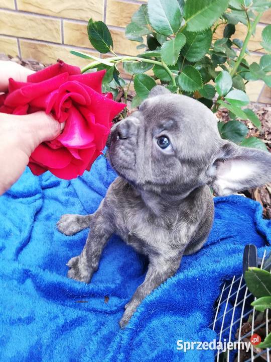 Buldog francuski niebieskie pieski Borzęcin