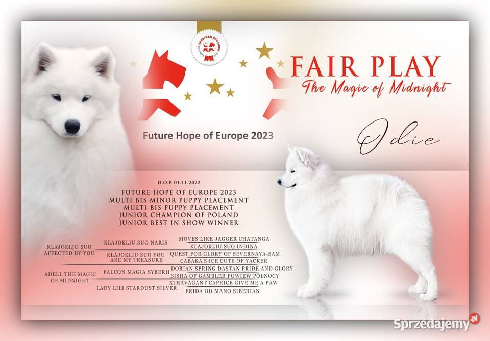 Samoyed FCI szczenięta gotowe do odbioru Łódź