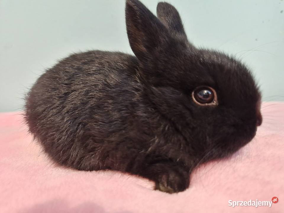 Krolik miniaturka