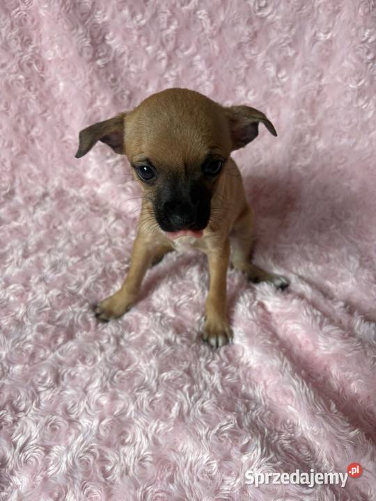 Chihuahua sunia Legionowo