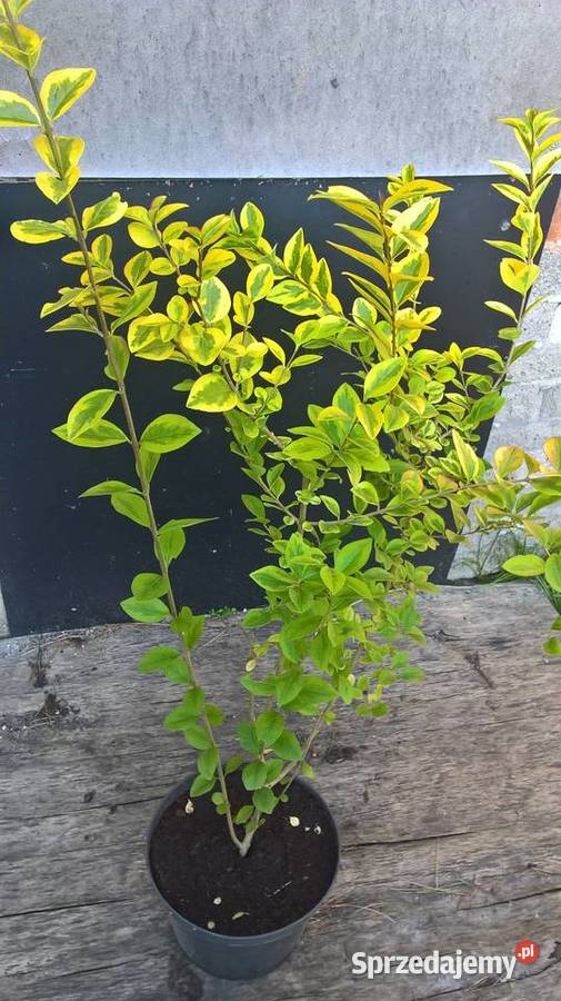 LigustrLigustrum Gotowy żywopłot Mszczonów