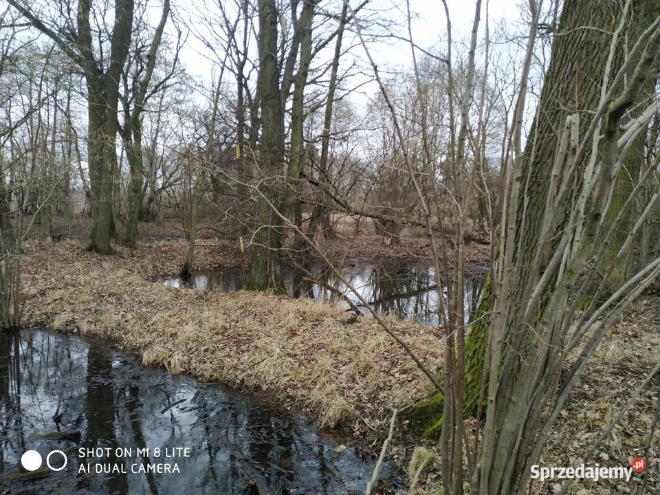Miłocice Siedlisko 10 ha 100m Sprzedaż Jelcz-Laskowice