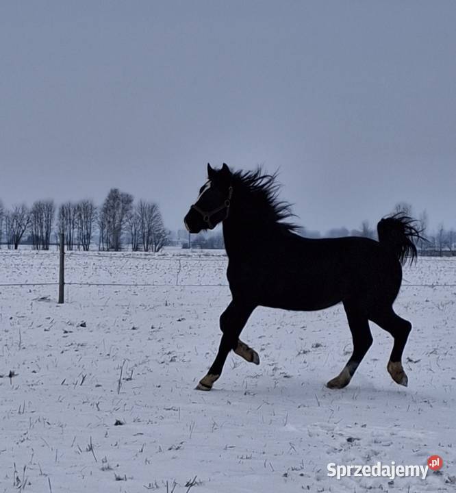 Sprzedam wałacha Konie Jabłoń