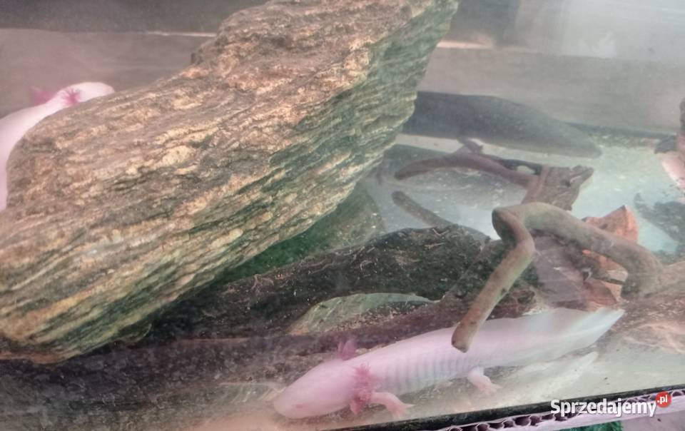 Aksolotl Abystoma Mexykańska Akselotl Różne Rzeszów sprzedam