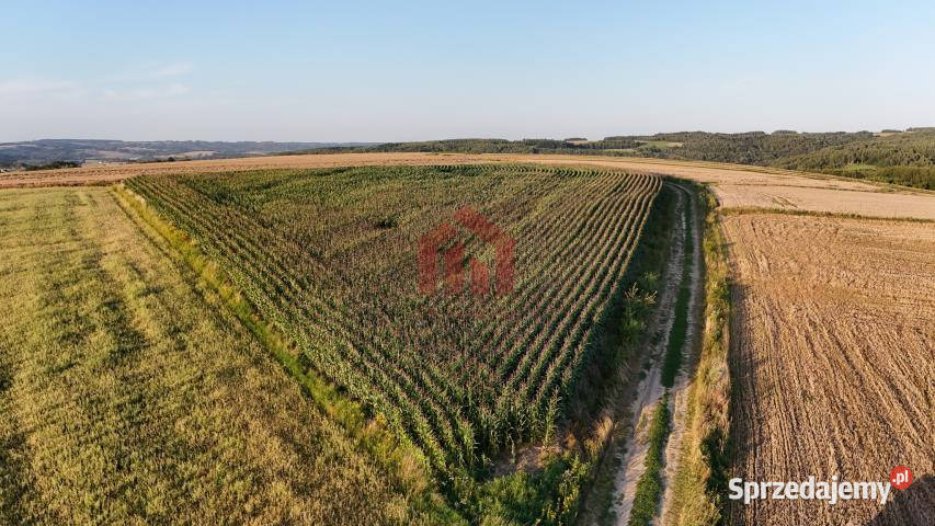 Grunt 3000m2 Brzeziny 16zł/m2