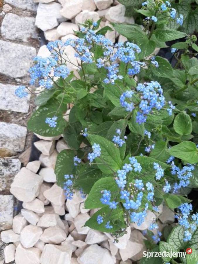 Sadzonki niebieskiej Brunery Piława Górna sprzedam