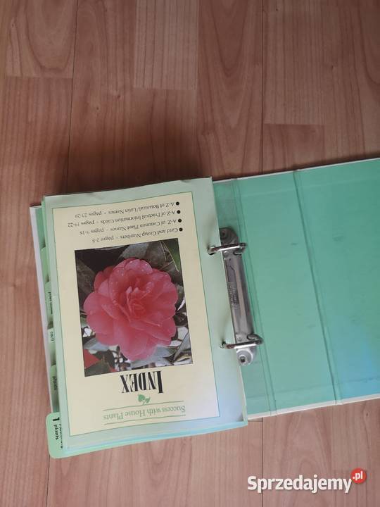 Kwiaty w domu twarda dolnośląskie Wałbrzych sprzedam