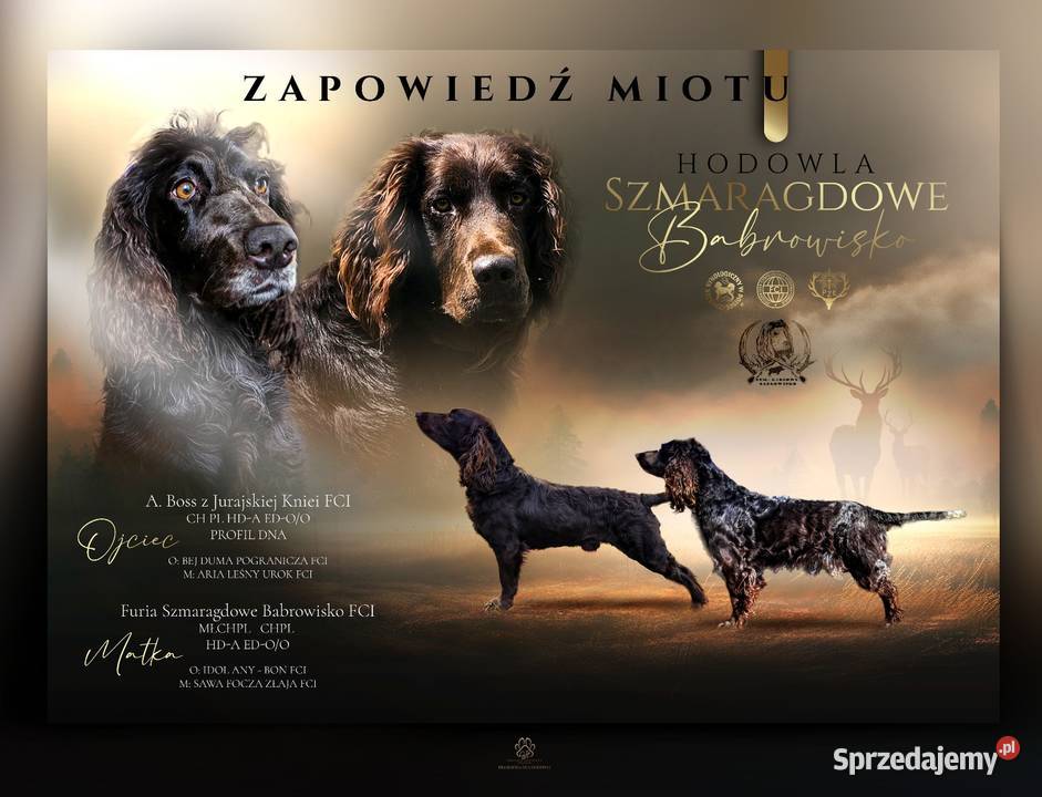 Płochacz niemiecki WACHTELHUND zapowiedź miotu Ligota Tułowicka