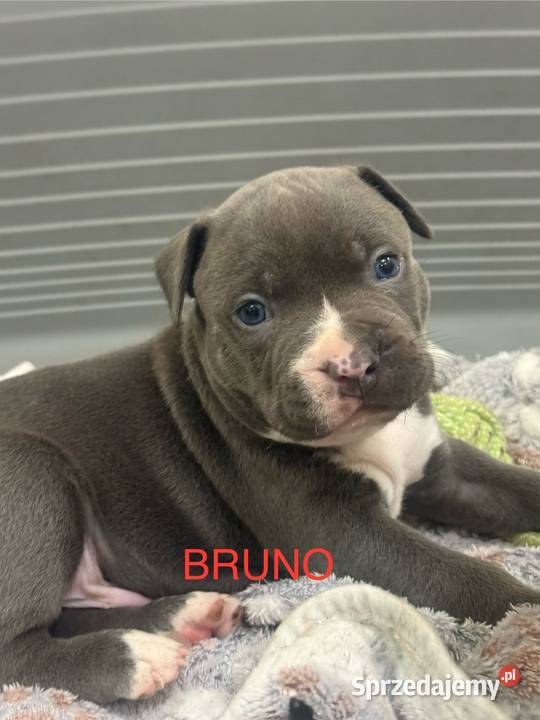 Amstaff Zapraszamy do rezerwacji Szczenięta o Sarnowo