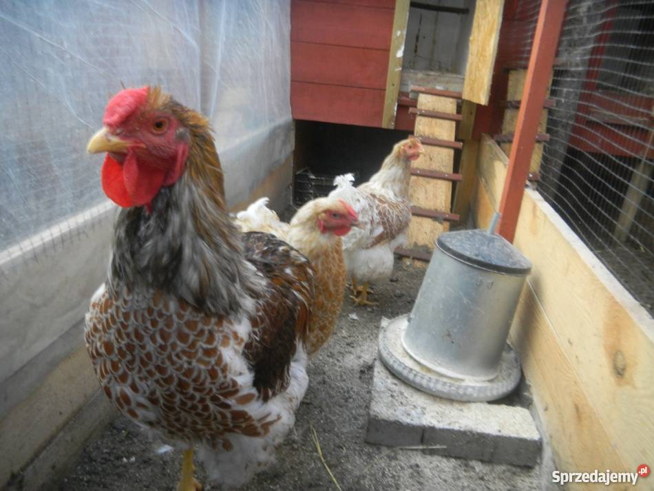 Kochin Olbrzymi różne kolory czysto rasowe młode Konin