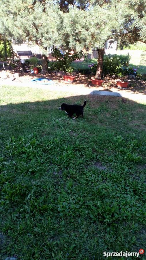 piesek na sprzedasz Zwierzęta Piotrków Trybunalski sprzedam