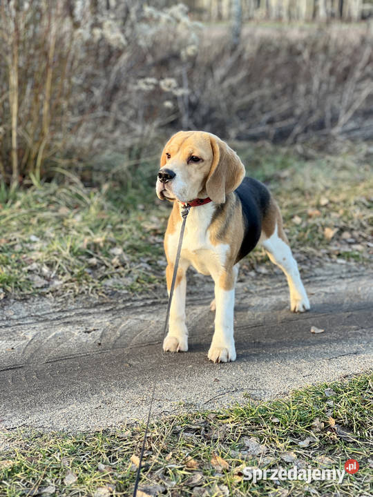 Beagle pies Związek Kynologiczny FCI w Polsce Beagle Warszawa
