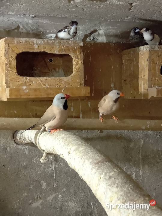 Amadyny Ostrosterne sprzedam