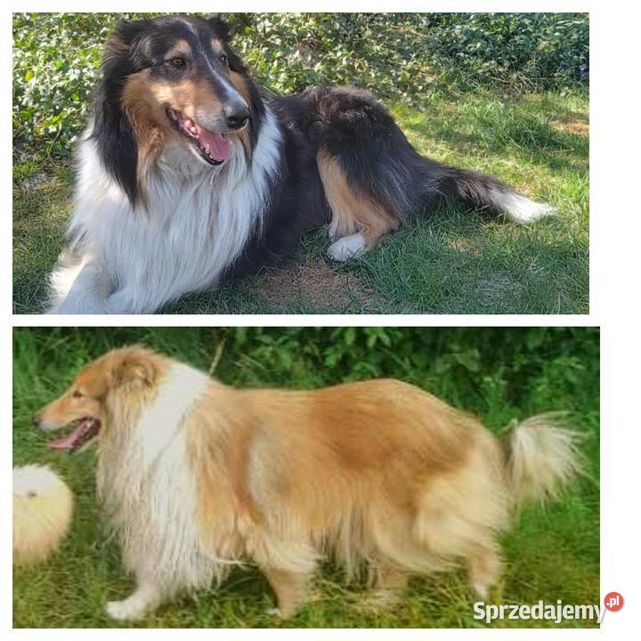 Owczarek szkocki collie szczeniak Owczarek Czarnków sprzedam