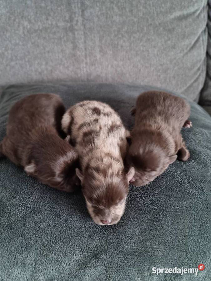 Szpic miniaturowy szczenięta Wieruszew