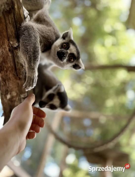 Lemur kata para Opole