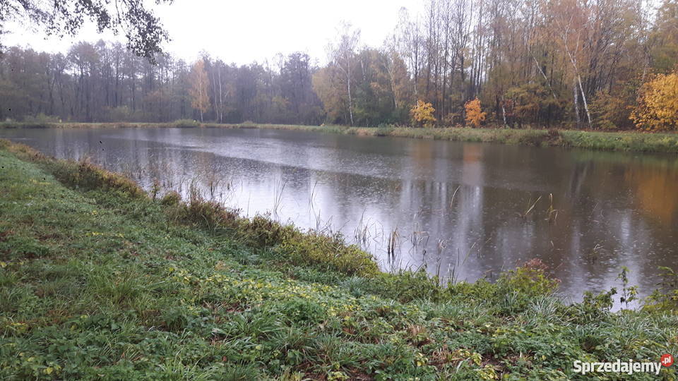 ORFA KARAŚ KARP AMUR TOŁPYGA JESIOTR KARAŚ Łódź