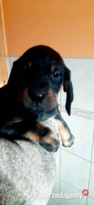 Szczeniaczki gończy polski Kościan