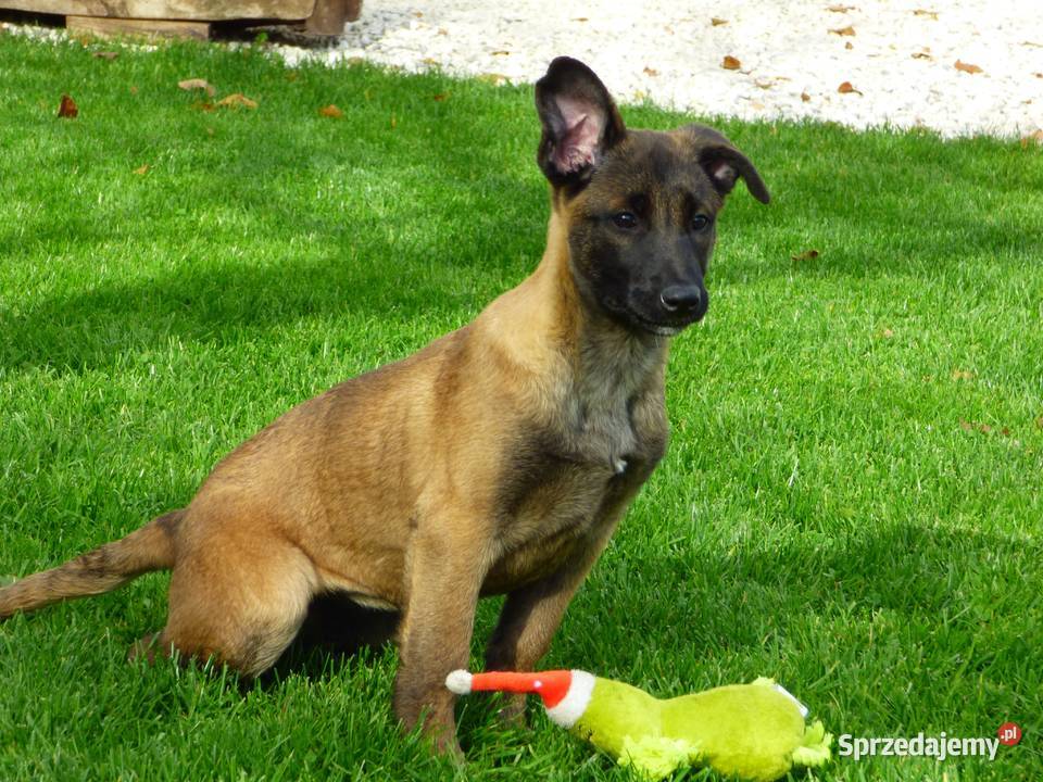 Owczarki belgijskie malinois Owczarek Kielce sprzedam