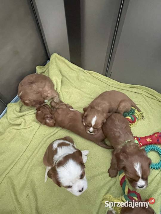 Cavusie szukają domku