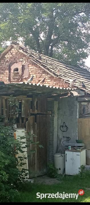 Gołębie szukają domu świętokrzyskie Solec-Zdrój