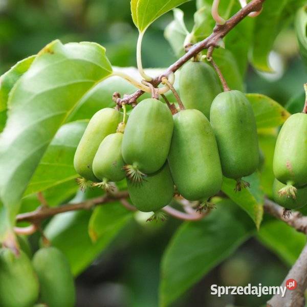 Sadzonki Mini Kiwi Samopylne IssaiDuże zdrowe Szczecin