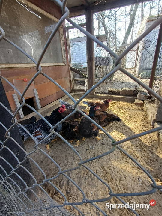 Bojowiec indyjski Marzenin sprzedam