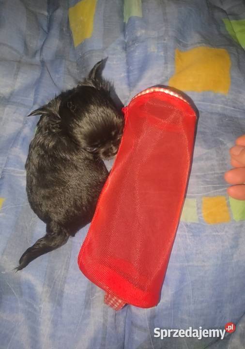 Chihuahua samczyk długowłosy FCI Chihuahua Łódź