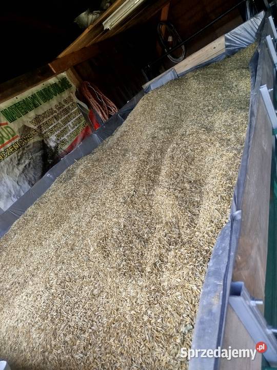 Owies jary zbiór 2025