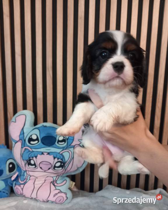 Cavalier King Charles Spaniel Strzelce Opolskie
