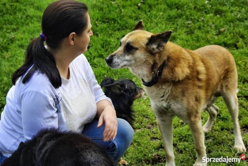 Lisek mądry zrównoważony czeka na dom