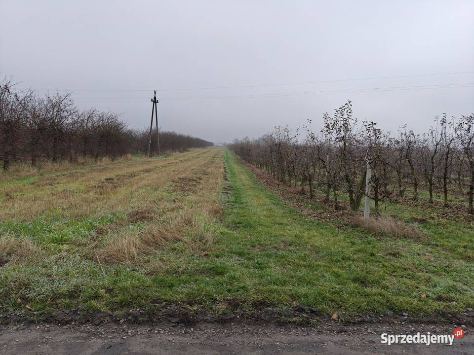 Syndyk sprzeda Glinki