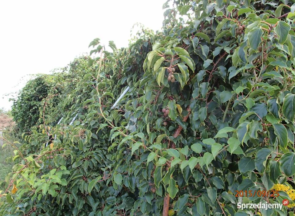 Kiwi Isai samopylne aktinidia ostrolistna grunt łódzkie Łódź