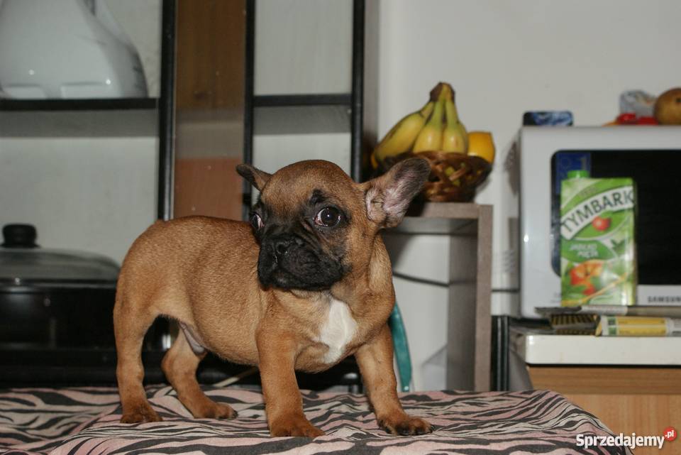 buldog francuski szczeniaczek 9 tygodniowy